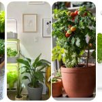 Growing Indoors: A Guide to Growing Fresh Herbs & Veggies All Year