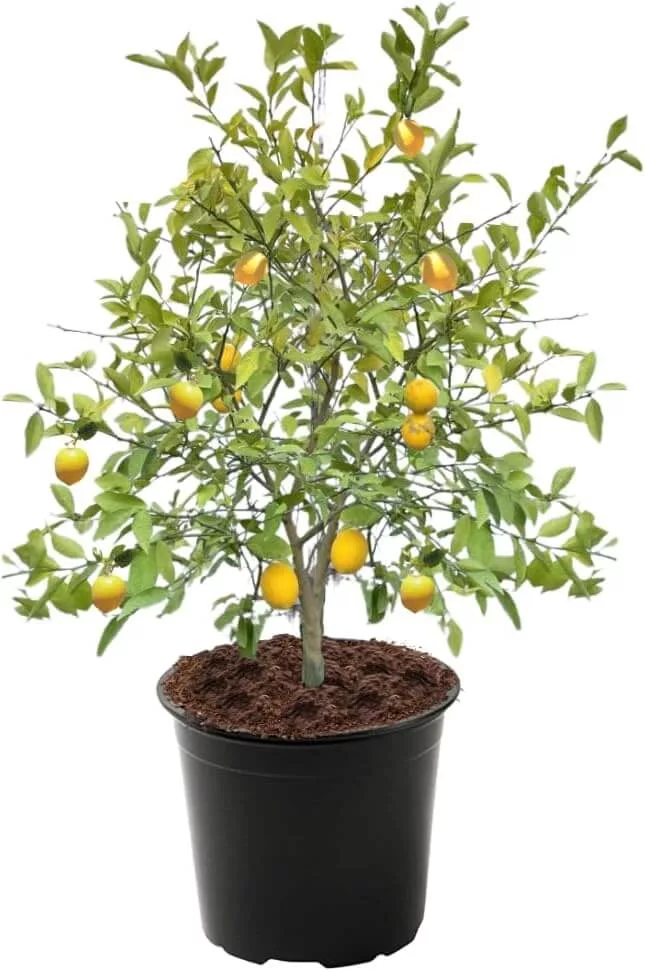 lemon tree
