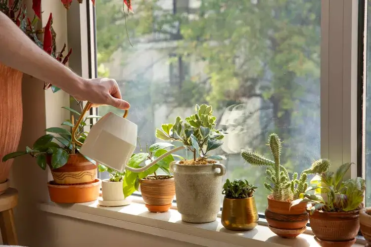 watering plants on window sill