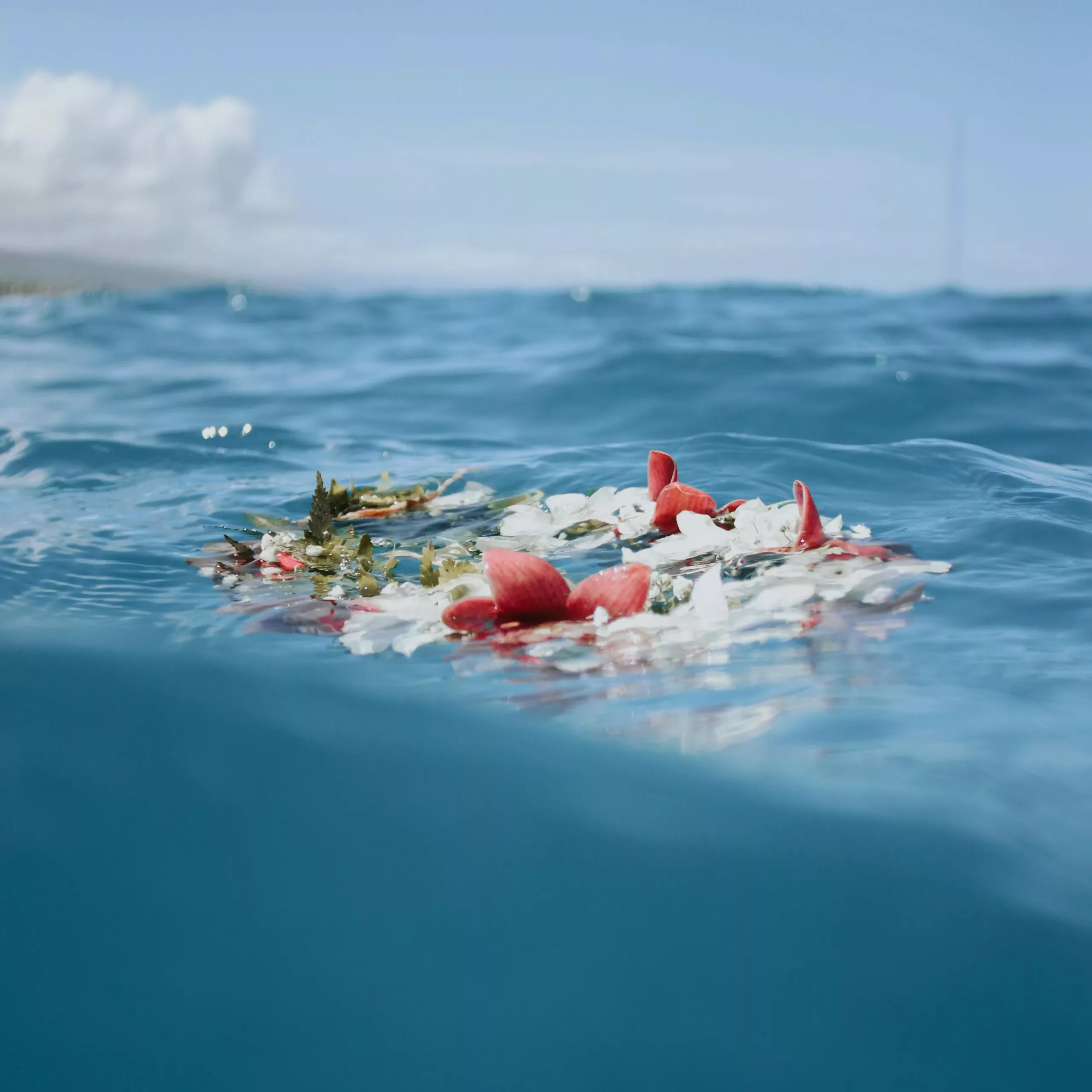 flowers in ocean image from https://www.pexels.com/search/flowers%20in%20ocean%20tradition/