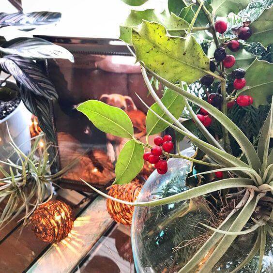 festive air fern in a glass jar