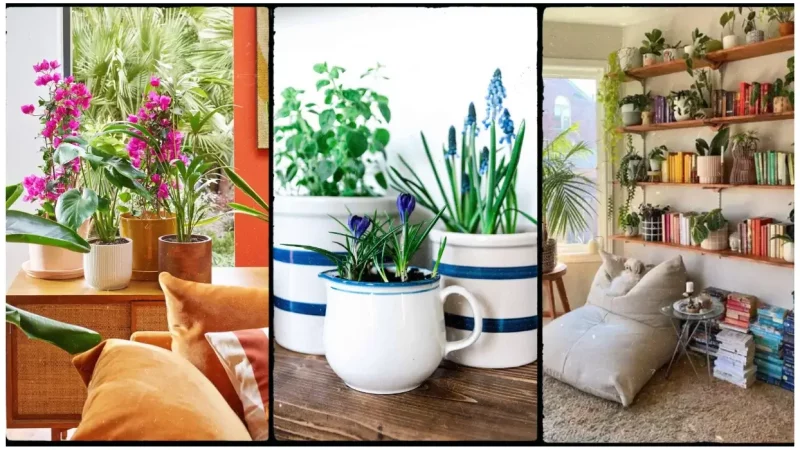 Using Plants to Decorate: Transform Your Home with Greenery