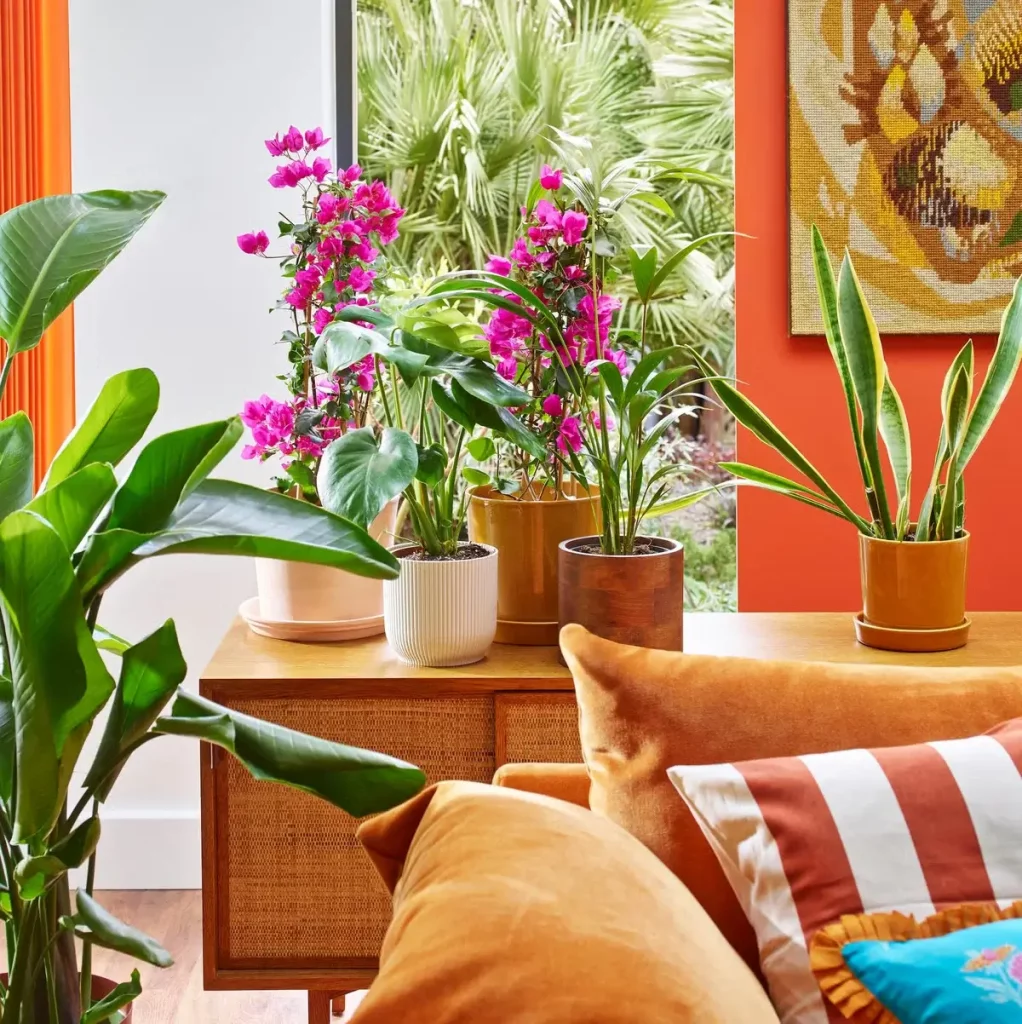 varied types of plants on a sideboard in a colorful lounge room