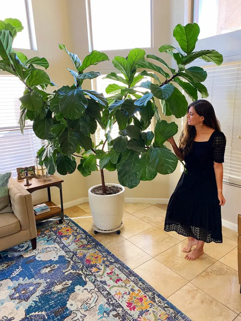 using plants to decorate with large plants in living room
