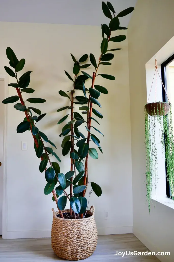 tall rubber tree near a window as home decor