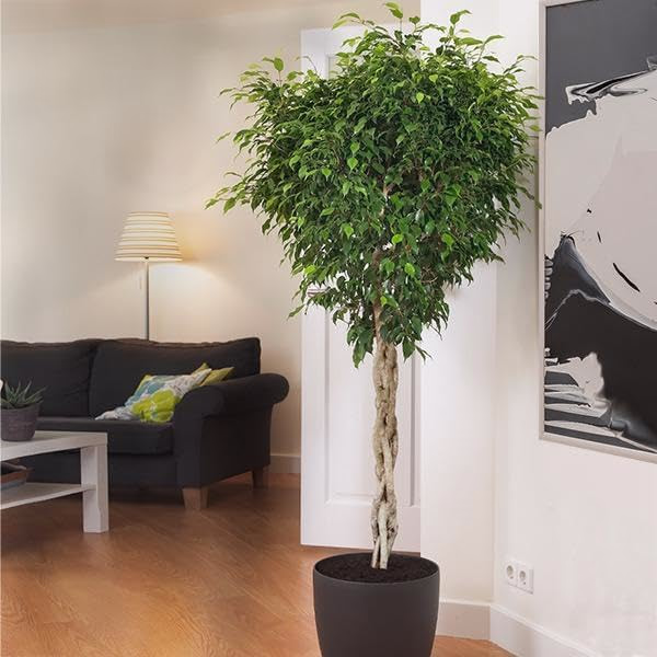large tree image link 
