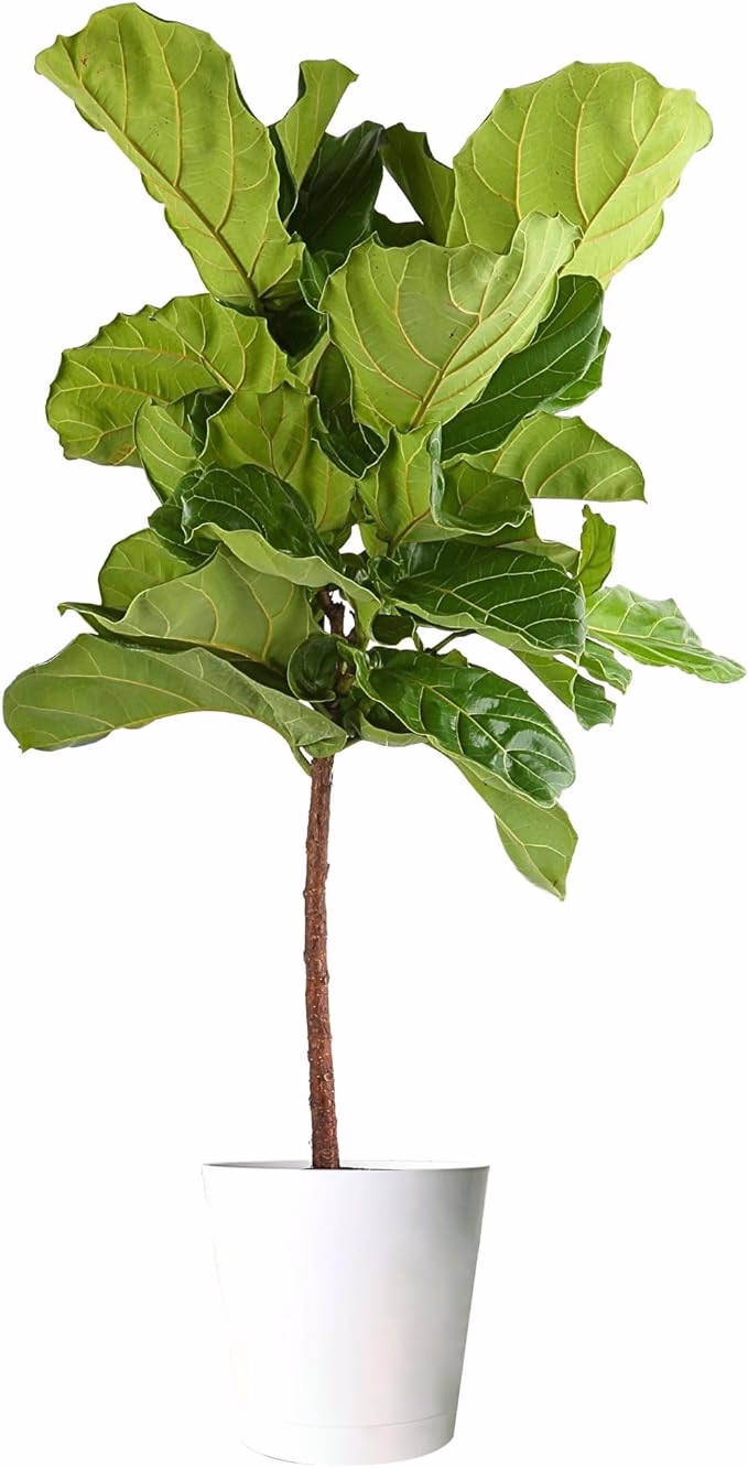 image link to fiddle leaf fig for decor