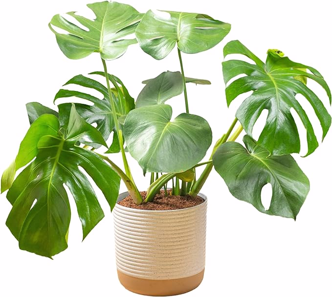 image link to monstera plant for decor
