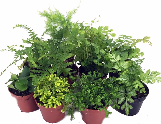 image link to small plants