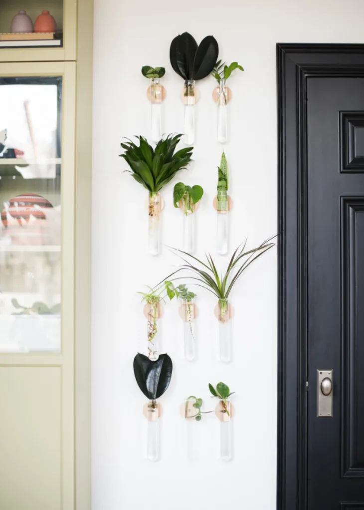 using propagation plants to decorate empty wall 