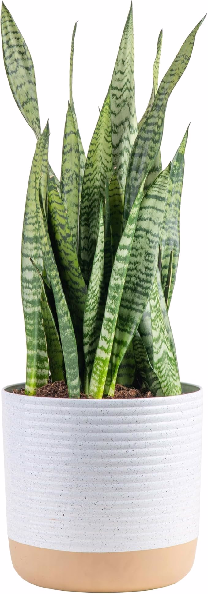 image link to snake plant for decor
