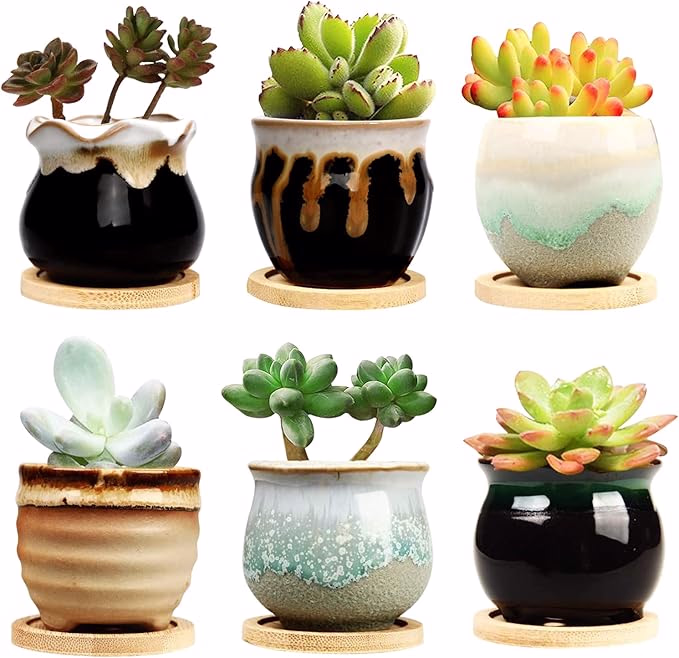 small succulent plant pots