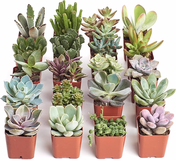 image link live succulent plants 