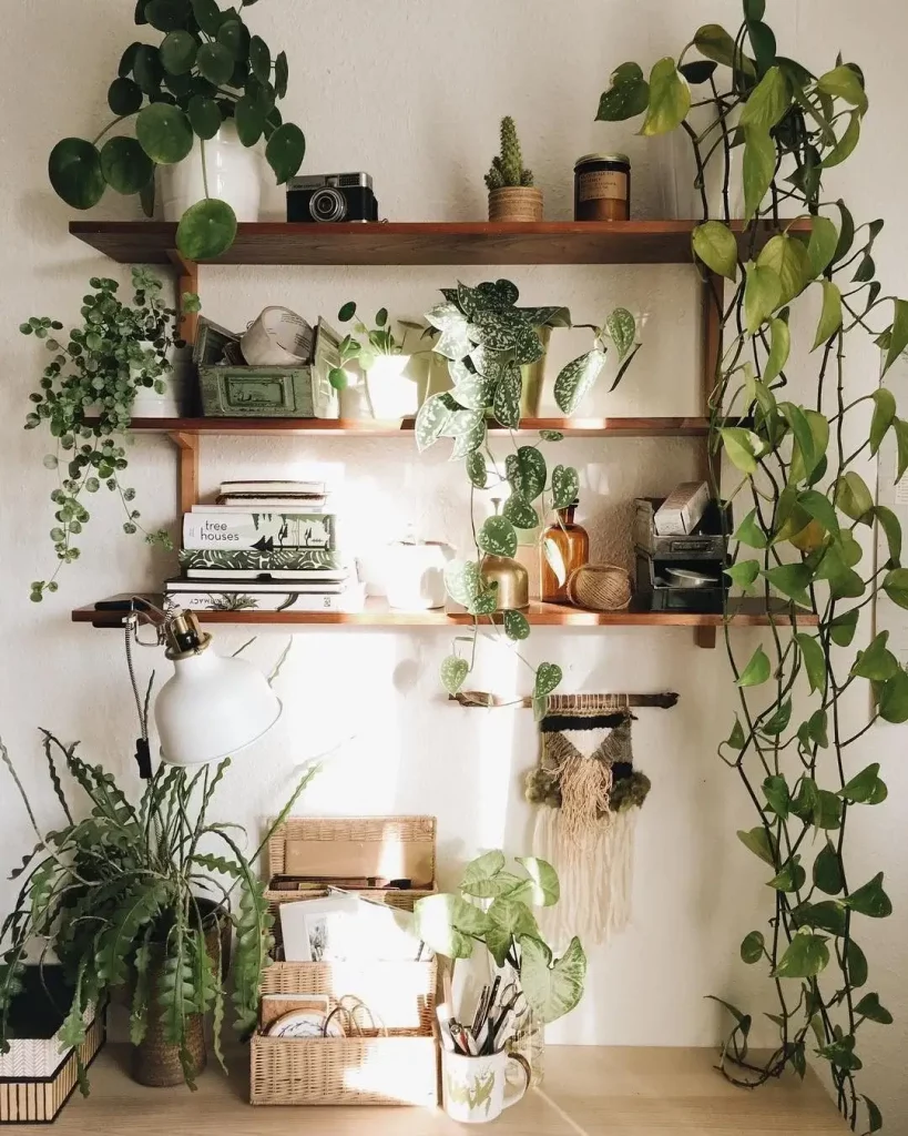 An indoor jungle style with lots of plants in the house, including hanging planters and shelves full of greenery