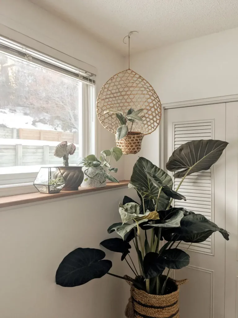 A tall fiddle leaf fig tree in a woven basket, one of the best indoor floor plants for a neutral living room.

