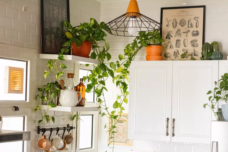 
Earthy kitchen decor with live plants