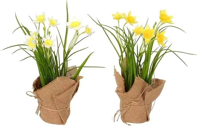 daffodils in burlap