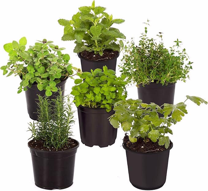 potted herbs for indoor gardening