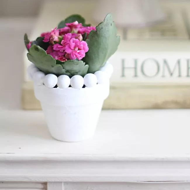 
tiny spring blooms in a small pot 