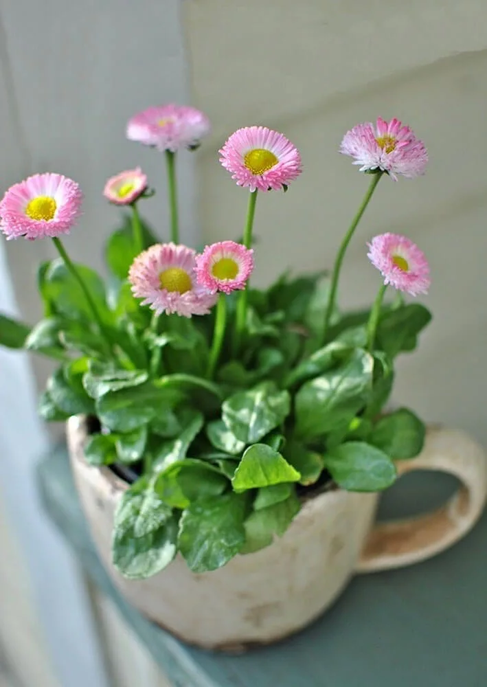 decorating with spring blooms in a teacup pot