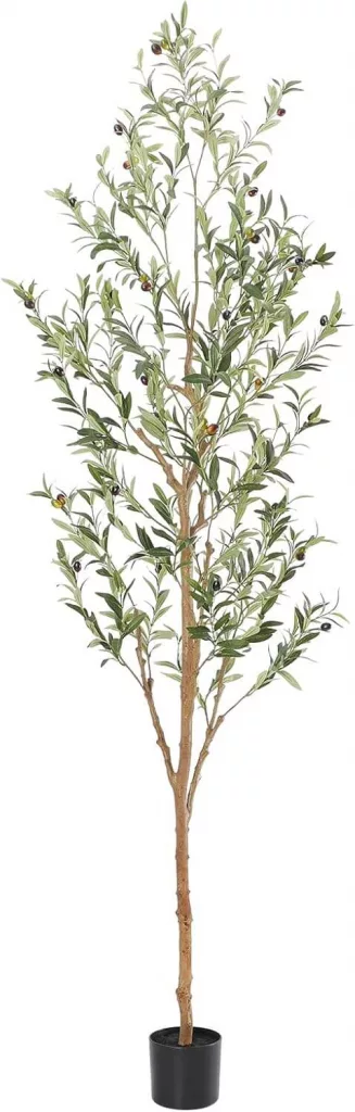 slim olive tree 