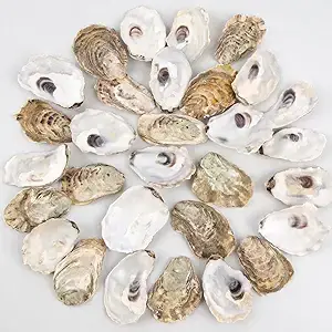 oyster shells