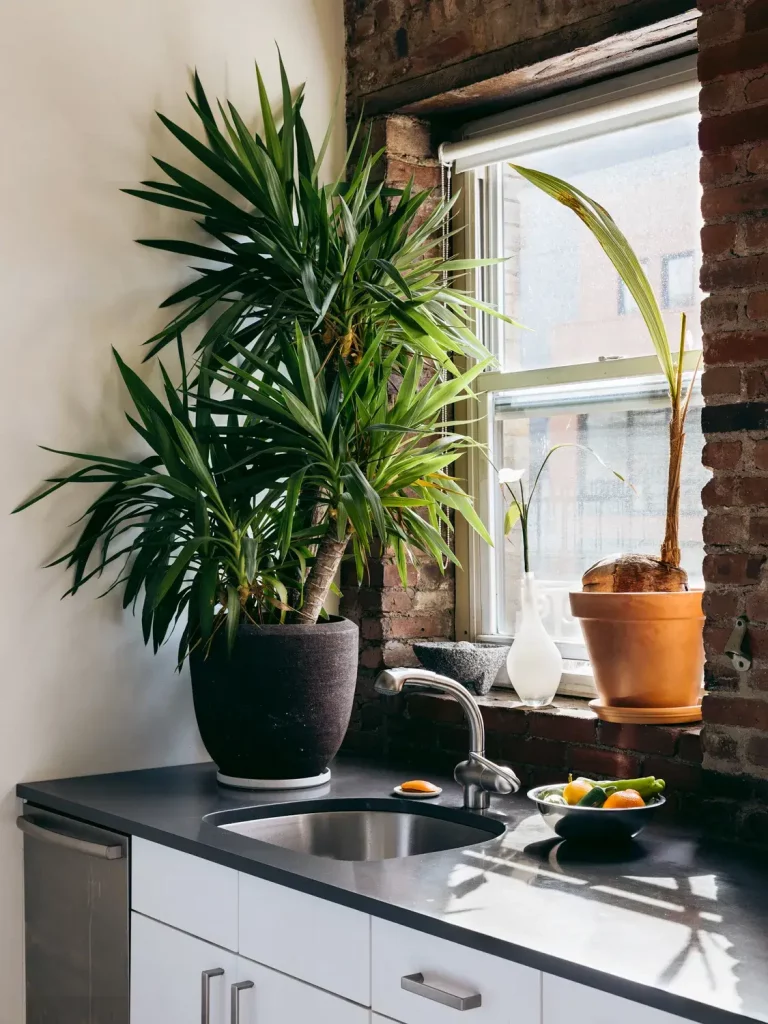Oversized plant in the kitchen corner decor, bringing bold greenery and beautiful things into modern home styling.
