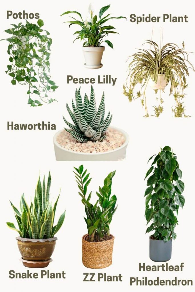 7 best indoor plants for beginners