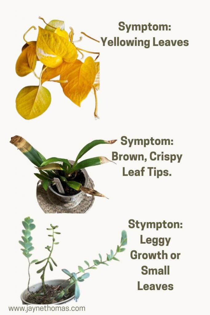 infographic of types of symptoms of indoor plants 