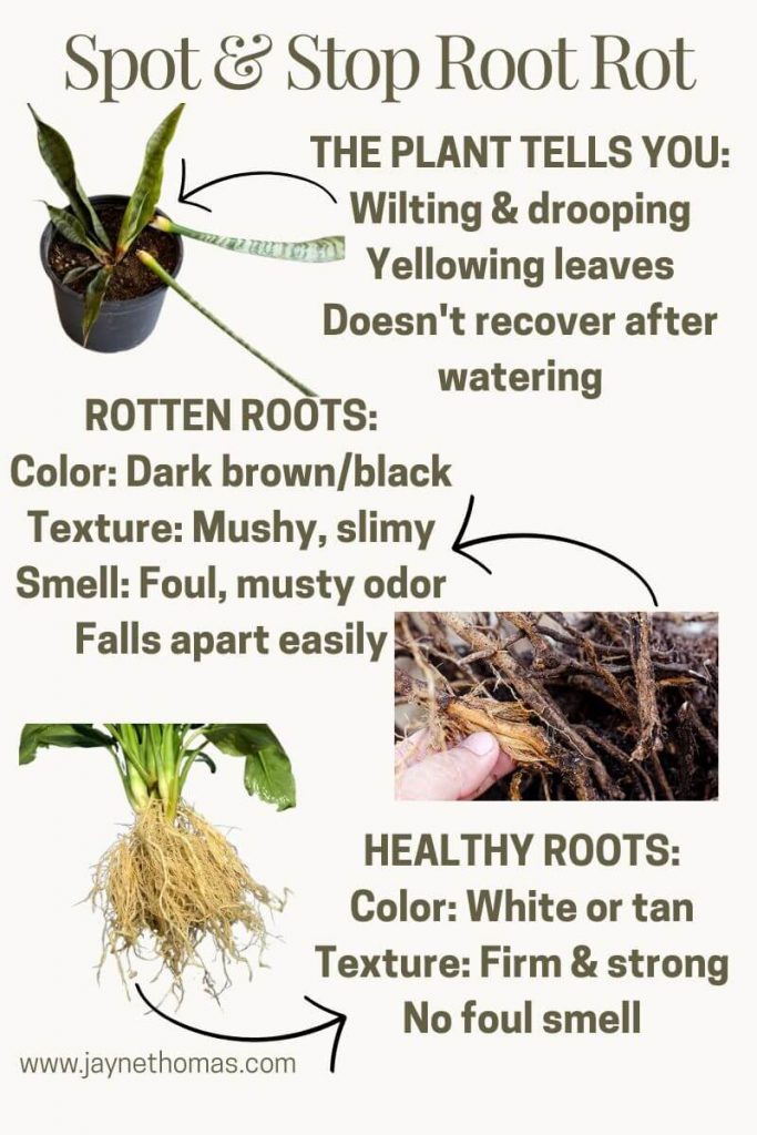 indoor plant care tips to spot root rot before it kills the plant