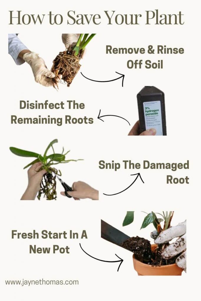 infographic about how to look after plants with root rot