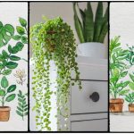 Indoor Plant Care Tips That Work. Learn How To Look After Plants