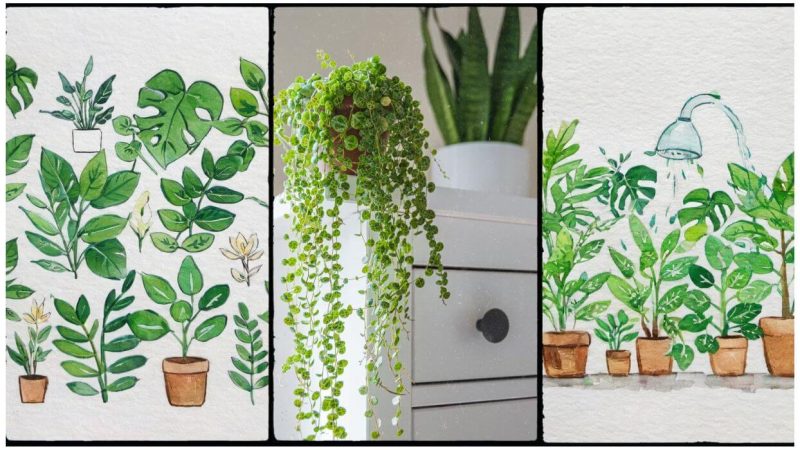 Indoor Plant Care Tips That Work. Learn How To Look After Plants