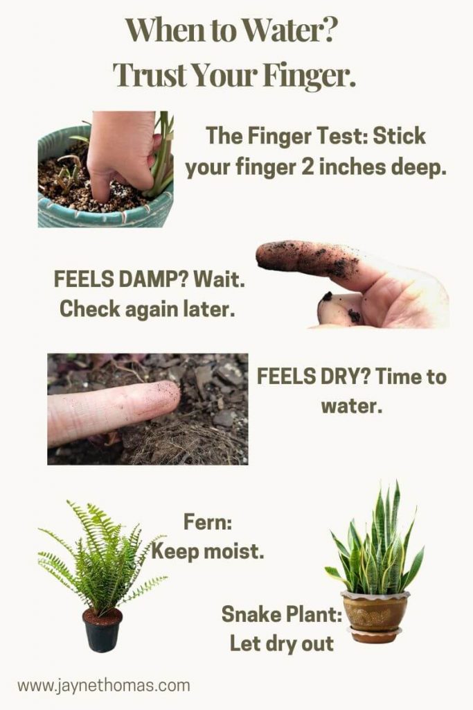infographic on when to water plants