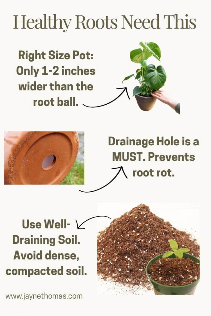 indoor plant care tips to healthy roots