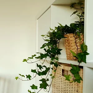 Propagating ivy from a cutting to create lush, free home decor greenery for indoor spaces.
