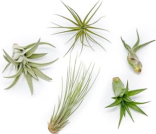 air plants