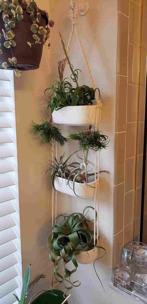 air plants styled in hanging plants