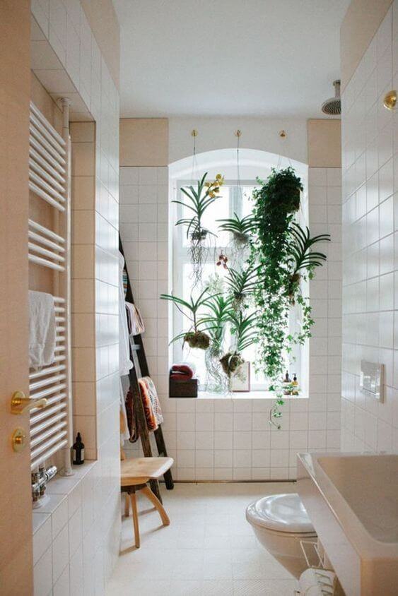 hanging bathroom plants as window privacy
