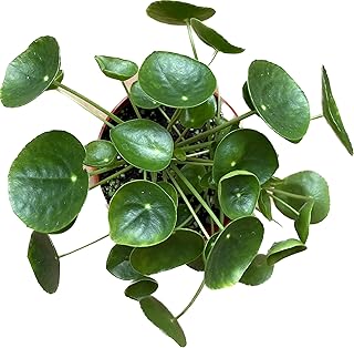 money plant