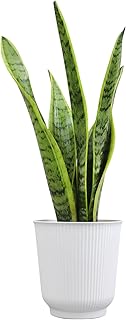 snake plant for the bathroom