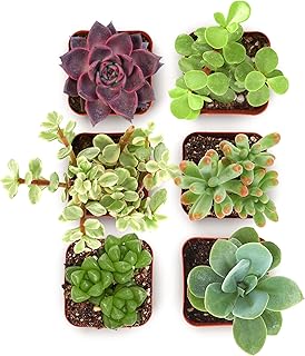 succulents