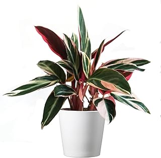 easy summer greenery