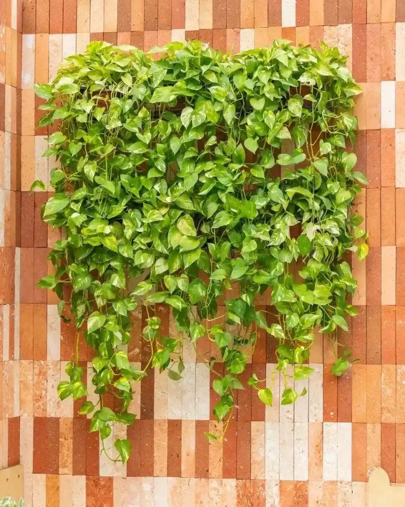 Wall with plants using trailing pothos to create natural flowing plant wall decor