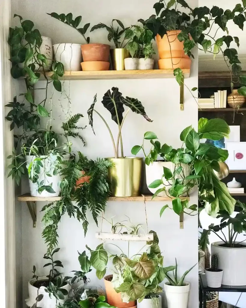 Wall with plants styled on shelves with grouped indoor plants.