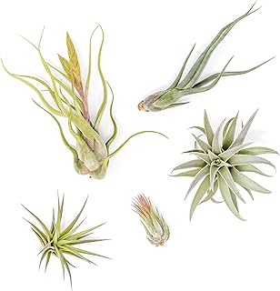 Air Plants