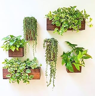 Indoor Wooden Wall Planter Set