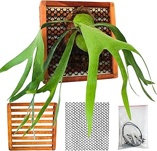 Staghorn Fern Mounting Blocks