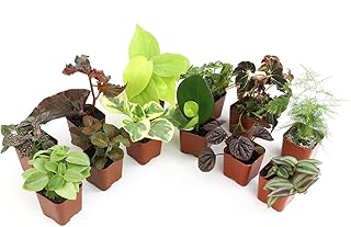 indoor plants