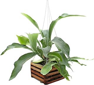 Staghorn Fern